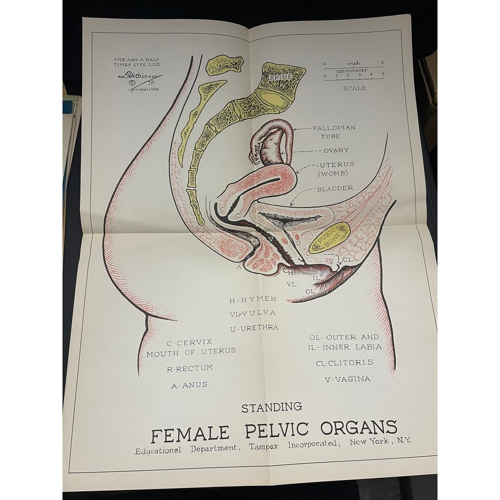 Vintage 1940s-50s Medical Anatomy Posters Heart Ear Pelvic Organs Set of 11